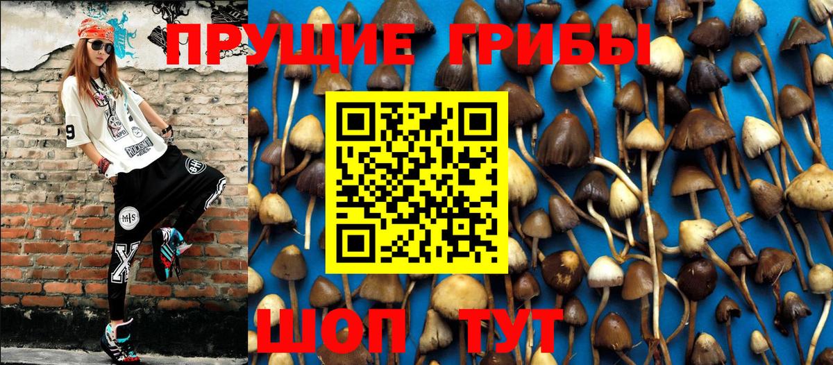 Подольск  Галлюциногенные грибы Psilocybe  Вход с VPN 